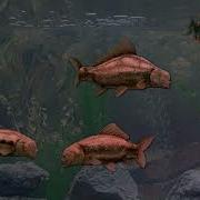 Monty Python Fish Tank