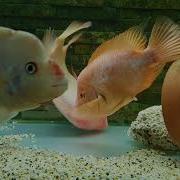 Red Devils Laying Eggs In The Community