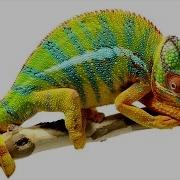 Beautiful Footage Chameleons Are Amazing National Geographic