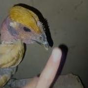 Megui