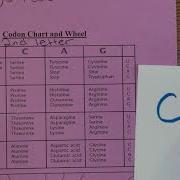 Reading A Codon Chart