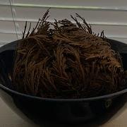 Jericho Flower Opening Rose Of Jericho