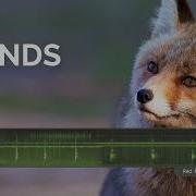 Fox Sounds Calls Scary Scream Barking Call Other Fox Sounds At Night