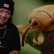 Whales Are Fish And Everything Else Is Beetles With Lindsay Nikole