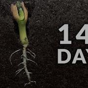 140 Days In 84 Seconds Peanut Time Lapse