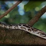 Python In Tree 02 Time Lapse