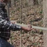 MEASURING TREE VOLUME