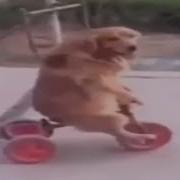 Top 5 Dog