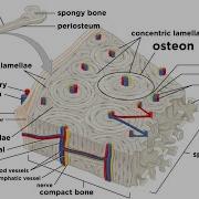 Bones Structure And Types
