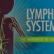 Lymphatic System Crash Course Anatomy Physiology 44