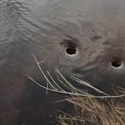 Whirlpool