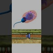 Sodium And Potassium Pump Num8ers Math Chemistry Viral Video Shorts Space Eduation Physics