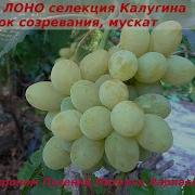 Виноград ЛОНО селекция Калугина с мускатом ранний Пузенко Наталья Лариасовна