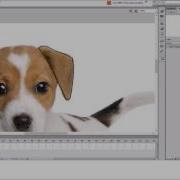 Tracing In Adobe Flash For Beginners Full Video CS6