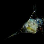 From Drifter To Dynamo The Story Of Plankton Deep Look
