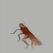 Dancing Roach Compilation