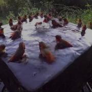 Hummingbird Pool Party Number Five