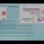 Translation PPT Notes Video