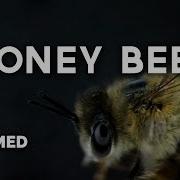 HONEY BEE Under A Microscope See The Stinger And Tongue Full HD
