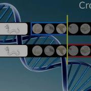 Genetic Algorithms