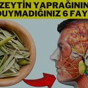 ZEYTİN YAPRAĞININ FAYDALARI Zeytin Yaprağı Çayı Nasıl Yapılır Zeytin Yaprağı Çayının Faydaları