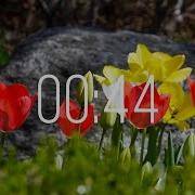 44 Second Timer With Music Spring Timer