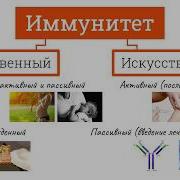 ИММУНИТЕТ ВИДЫ ИММУНИТЕТА