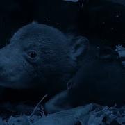 Bear Cubs Emerge From The Den National Geographic