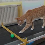 Cat S Reaction To Treadmill
