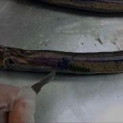 Comparative Anatomy Dissection Of Lamprey