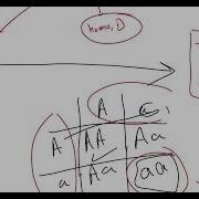 Basic Patterns Of Human Inheritance Part 1 12 Advanced