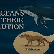 Whales Dolphins Evolution Anatomy Echolocation Deep Sea Adaptation Cetaceans Explained
