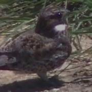 Common Nighthawk Mini Documentary