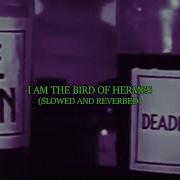 Carecrow I Am The Bird Of Hermes Slowed And Reverbed Lyric Video
