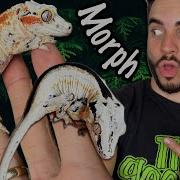 New Gargoyle Gecko Morph The Clown Project