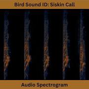 Bird Sound ID Siskin Call Audio Spectrogram