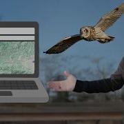 Как найти любую птицу поблизости с помощью EBird пошаговое руководство