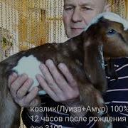 Как оздоровить хозяйство от вируса АЭК