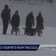 How To Keep Your Pet Safe In Bitter Cold Weather