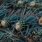 Agave Den Tekila Nasıl Yapılır Mavi Agave Yetiştirme Ve Hasat Fabrikada Agave İşleme