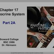 BC BSC 2086 Chapter 17 Endocrine System Part 2A