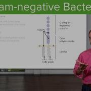 Gram Negative Solution Lipopolysaccharide Bacterial Structure Microbiology Lecturio