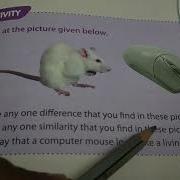 Ch 6 The Mouse