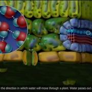 Plant Transport Xylem And Phloem Transpiration 3D Animation 720p