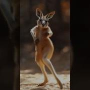 Dancing Kangaroo Cute Cuteanimals Animalvideos