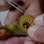 INCREDIBLE Lamprey Dissection LAMPREY River Monsters