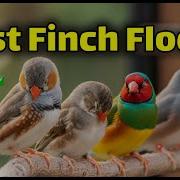 Which Finches Can You Raise In A Flock Ultimate Finch Compatibility Guide