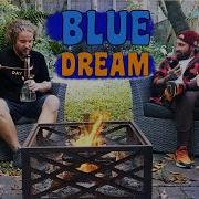 100 СОРТОВ BLUE DREAM у КОСТРА история сорта BLUEBERRY и DJ SHORT