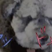 YTP Pet Ownership Has Proven Itself Difficult Collab Entry