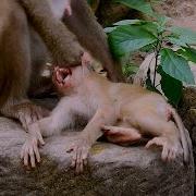I M So Sorry Mummy